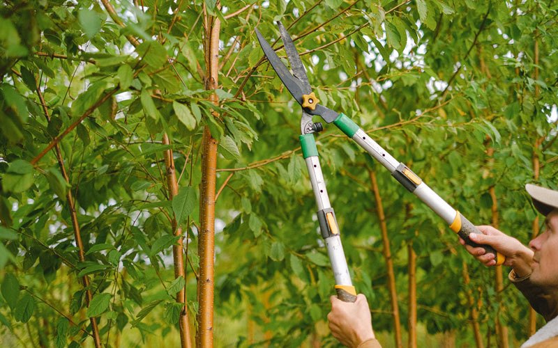 Tree trimming in Trenton, MO
